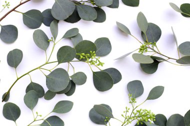 Beyaz arka planda okaliptüs yaprakları. Yeşil yaprak dalları.