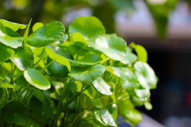 Centella asiatica (gotu kola). Taze yeşil yapraklı bitki arka planı.