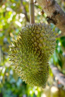 Durian meyvesi ağaçta, Tayland duri meyve bahçesi
