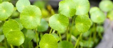 Centella asiatica (gotu kola). Taze yeşil yapraklı bitki arka planı.