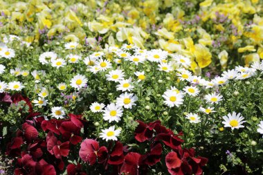 Güzel beyaz papatya. Çiçek arkaplanı