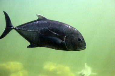 Akvaryum suyundaki dev trevally balığı