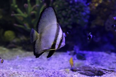 Akvaryum suyunda Teira yarasa balığı