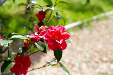 Ağaçtaki güzel kamelya çiçeği. Japonya, Osaka 'daki Expo 70 Anma Parkı.