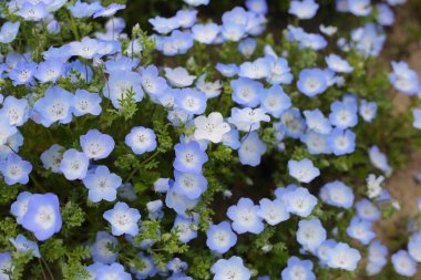 Nemophila Çiçeği, The Expo 70 Anma Parkı, Osaka, Japonya