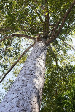 Dalları olan büyük ve uzun bir ağaç