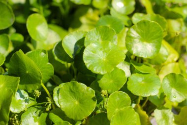 Centella asiatica (gotu kola). Taze yeşil yapraklı bitki arka planı.