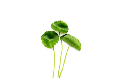 Taze centella asiatica yaprakları. Gotu kola bitkisi