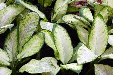 Green white leaves of  dumb cane plant in outdoor garden