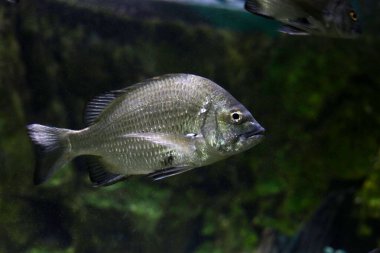 Akvaryum suyundaki piknik deniz ürünleri.