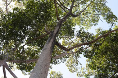 Dalları olan büyük ve uzun bir ağaç