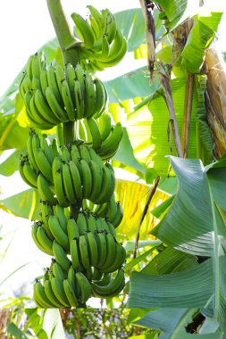 Ağaçta bir demet yeşil muz