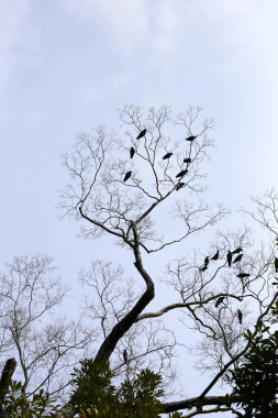 Japonya 'nın Kyoto şehrindeki Yasaka türbesindeki ağaçta Japon kargalar.