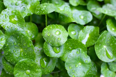 Yeşil Centella asiatikası ve yağmur damlası (Gotu Kola) Taze bitki