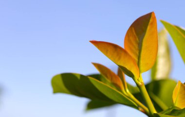 Sarsinya kovasının taze yeşil yaprakları (Garcinia Cowa Roxb)