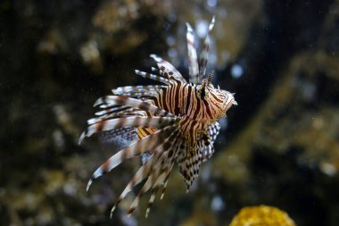 Aslan balığı ya da akvaryum suyunda hindibalığı.