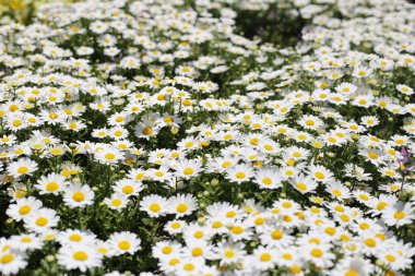 Güzel beyaz papatya. Çiçek arkaplanı