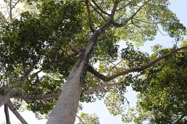 Dalları olan büyük ve uzun bir ağaç