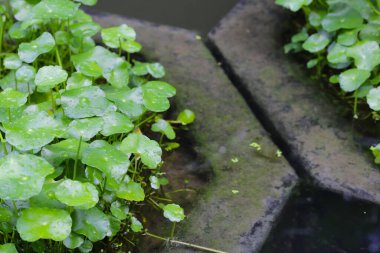 Centella asiatica (gotu kola). Yapraklardaki yağmur damlaları