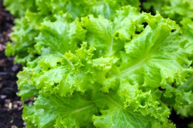 Salata ya da marul, taze yeşil yapraklar.