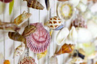 Farklı deniz kabuklarından yapılmış duvar dekoru