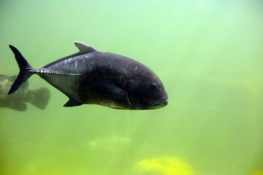 Akvaryum suyundaki dev trevally balığı