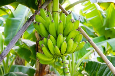 Muz ağacından sarkan taze yeşil muzlar.