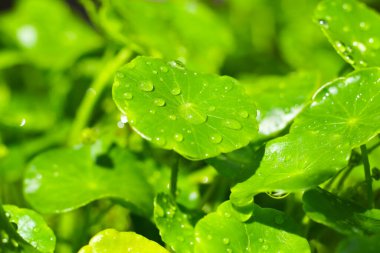 Centella asiatica (gotu kola). Taze yeşil yapraklı bitki arka planı.
