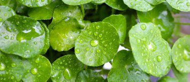 Yeşil Centella asiatikası ve yağmur damlası (Gotu Kola) Taze bitki