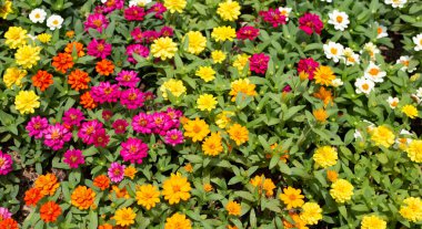 Bahçedeki zinnia çiçeği