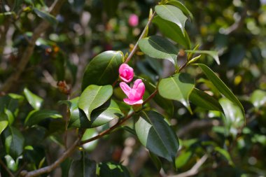 Ağaçtaki güzel kamelya çiçeği. Japonya, Osaka 'daki Expo 70 Anma Parkı.
