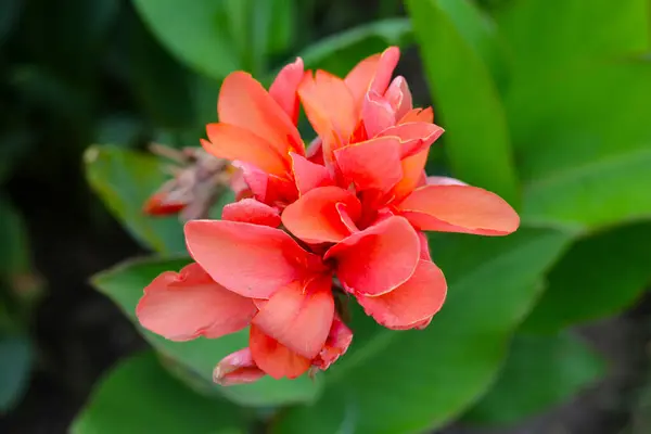 stock image Blooming canna lily flower with green leaves