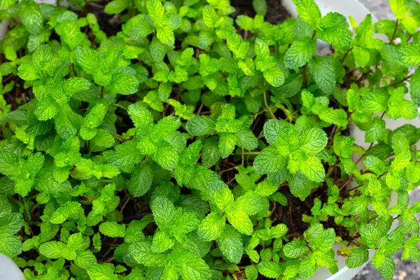 stock image Fresh green leaves of mint