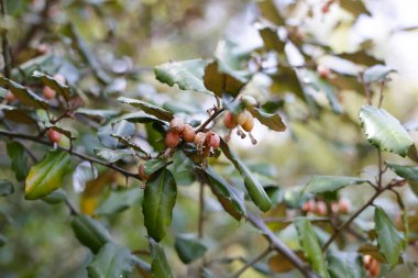 elaeagnus pungens meyveleri, dikenli zeytin