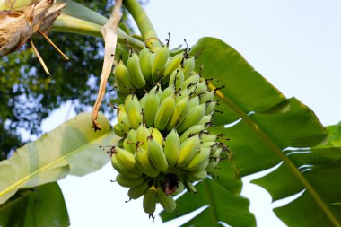Muz ağacından sarkan taze yeşil muzlar.