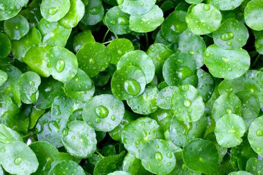 Yeşil Centella asiatikası ve yağmur damlası (Gotu Kola) Taze bitki