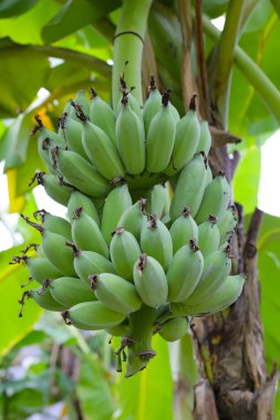 Ağaçta muz meyveleri. Bir muz kümesi