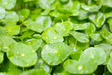 Taze centella asiatica yaprakları ve yağmur damlası. Gotu kola bitkisi