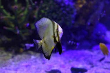 Akvaryum suyunda Teira yarasa balığı