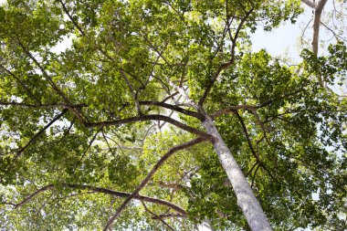 Dalları olan büyük ve uzun bir ağaç