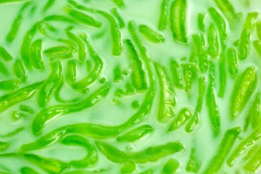 Hindistancevizi sütlü erişteli tatlı