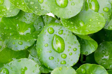 Yeşil Centella asiatikası ve yağmur damlası (Gotu Kola) Taze bitki