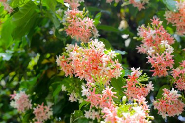Çin Bal Emici, Rangoon Sarmaşığı, Sarhoş Denizci.