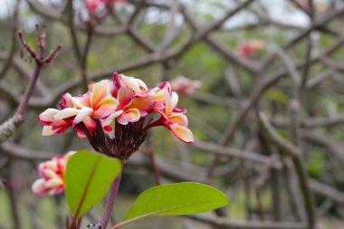 Plumeria or frangipani flower. Tropical tree