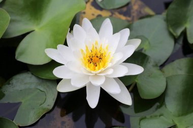 Güzel bir nilüfer. Yeşil yapraklı nilüfer çiçeği