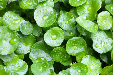 Yeşil Centella asiatikası ve yağmur damlası (Gotu Kola) Taze bitki