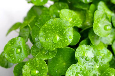 Yeşil Centella asiatikası ve yağmur damlası (Gotu Kola) Taze bitki