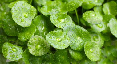 Yeşil Centella asiatikası ve yağmur damlası (Gotu Kola) Taze bitki