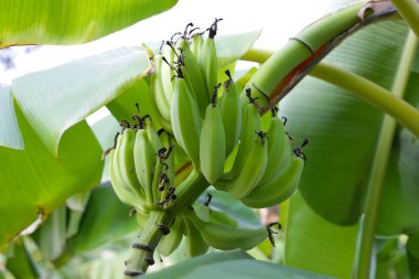 Muz ağacından sarkan taze yeşil muzlar.
