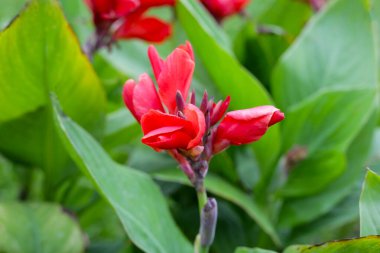 Çiçek açan yeşil yapraklı zambak çiçeği